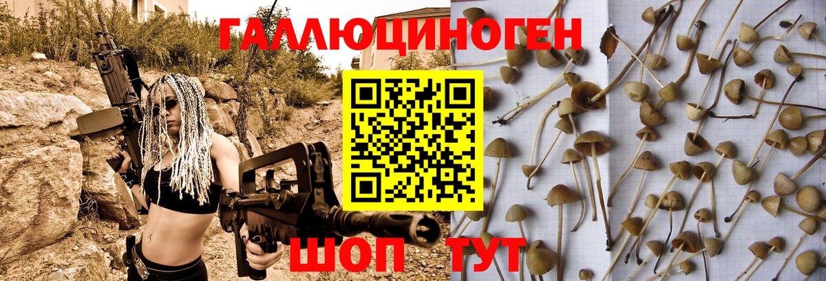 магазин    Горячий Ключ  Псилоцибиновые грибы Cubensis 